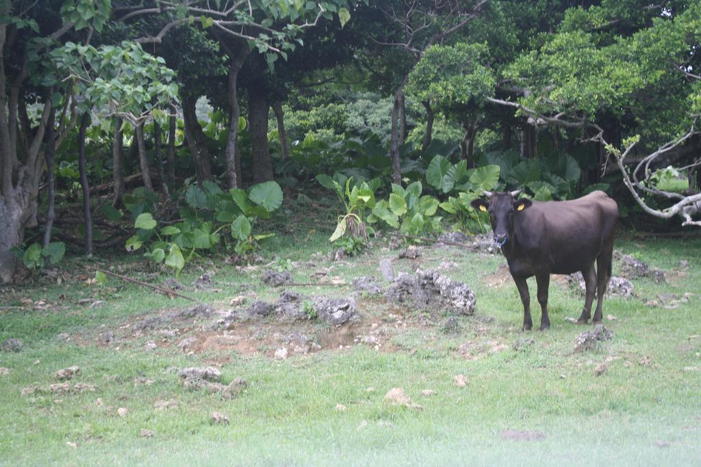 Cottage Blue Kabira Ishigaki  Exterior photo